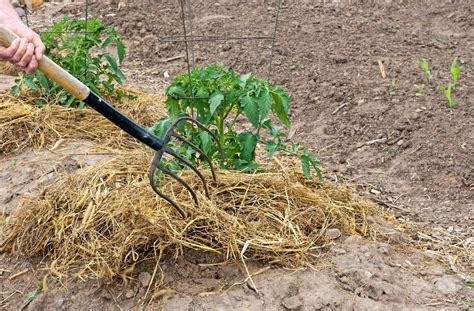 Straw mulch - Mulching vegetable crops with straw. Straw forms a great mulch for tomato plants and other vegetable plants. Mulching tomatoes with straw is a good choice for retaining nutrients and moisture content in the soil. But there is a problem if you use straw as a mulch the seeds in the straw might become the weed plant.